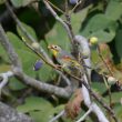 Léiothrix jaune dégustant des figues